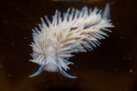 Eolien a papilles, aeolidia papillosa (ordre Nudibranches)